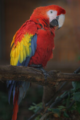 Scarlet macaw © svobodacontributor