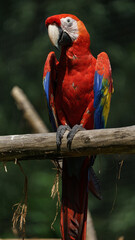 Scarlet macaw © svobodacontributor