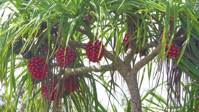 Pandanus ubiquist plant with fruits (strobilus) on the shore of the South China Sea, Borneo island