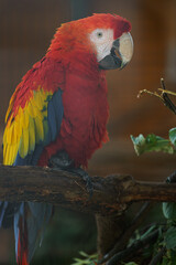 Scarlet macaw © svobodacontributor