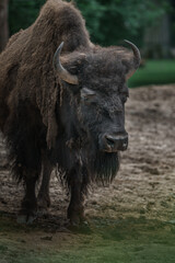 American bison © svobodacontributor