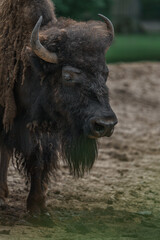 American bison © svobodacontributor