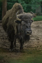 American bison © svobodacontributor
