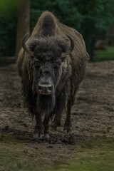 American bison © svobodacontributor