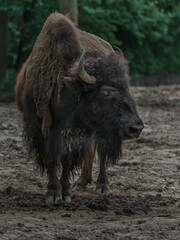 American bison © svobodacontributor