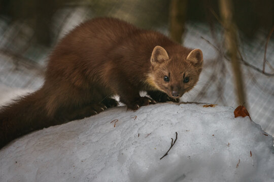 European pine marten