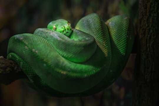 Green tree python