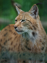 Eurasian lynx © svobodacontributor