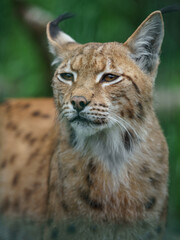 Eurasian lynx © svobodacontributor
