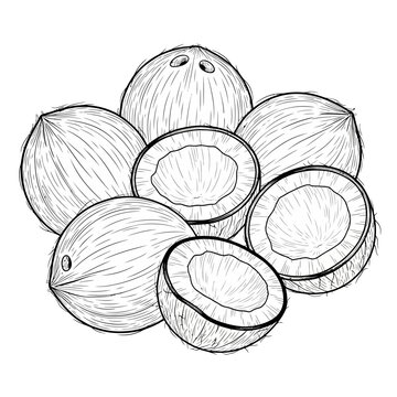 Coconut Fruit Line Art Illustration.