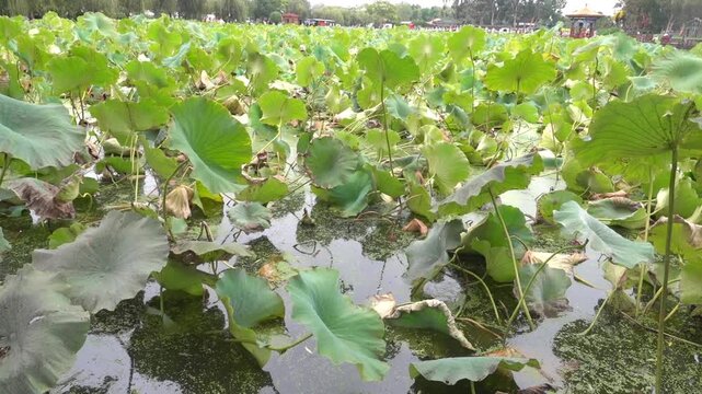 Lotus lake in the city. Rare Lotus blossoms in autumn. China. Xining.