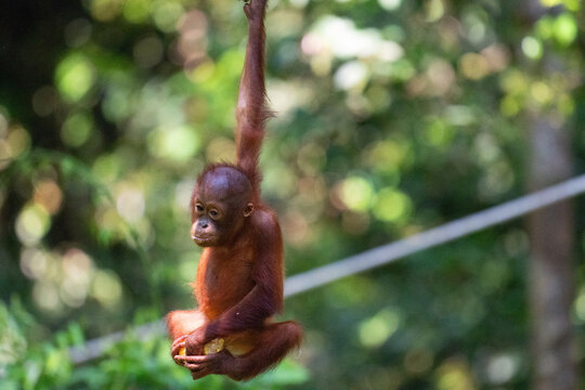 Pausing to note the crowd gathering, at Sepiloc, Borneo.