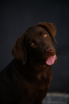 Cute chocolate labrador retriever puppy looking at camera with head tilt and tongue out. Funny playful dog portrait on dark background. Purebred brown lab pet friendship, loyalty concept. Creative ani
