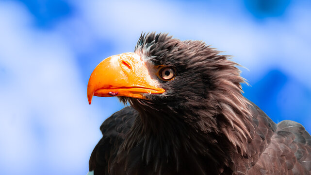 red tailed eagle