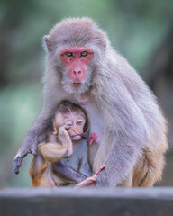 Fototapeta premium Rhesus Macaque