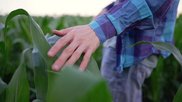 Farmer hand touching green corn leaves in cultivated field. Calm farmer inspects plant growth walking through crop rows. Hand gently strokes corn leaf at sunset. Agriculture and farming concept.