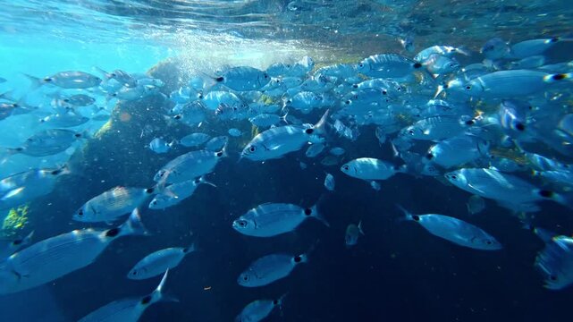 School of silver fish swimming beneath sunlit surface over a rocky outcrop. Oblada melanura, saddled seabream
