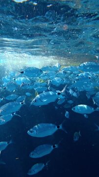 School of silver fish swimming below the water surface. Oblada melanura, saddled seabream