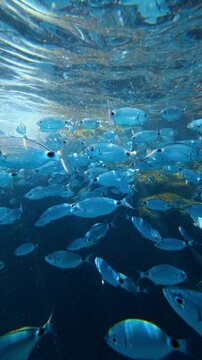 School of blue fish swimming beneath the water surface. Oblada melanura, saddled seabream