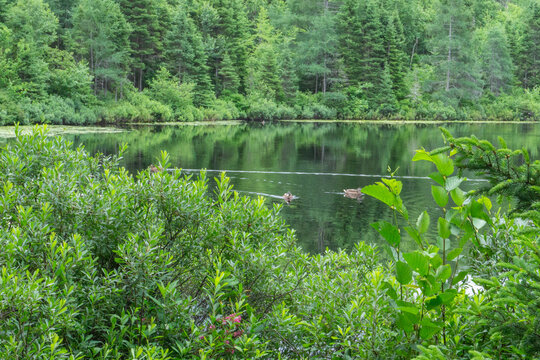 Idyllic nature in Quebec, Baie-Comeau