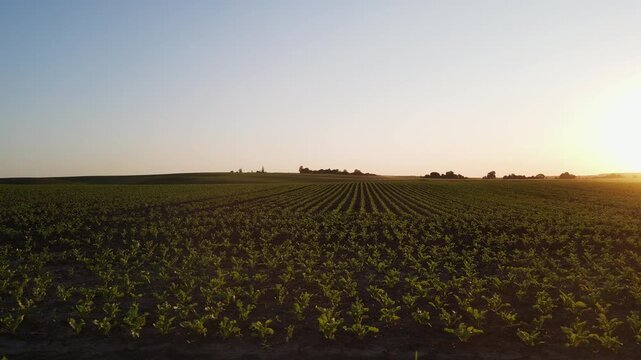 Aerial shot of endless green agricultural field during a beautiful sunset with clear sky in the countryside