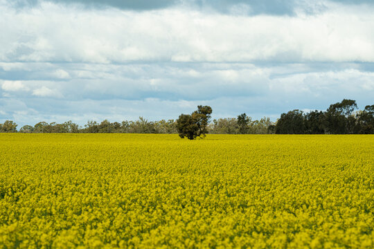 Rural landscape: a solitary tree rises from a sweeping field of flowering canola beneath layered blue-grey clouds, with more trees on the horizon, Donald, Victoria, Australia