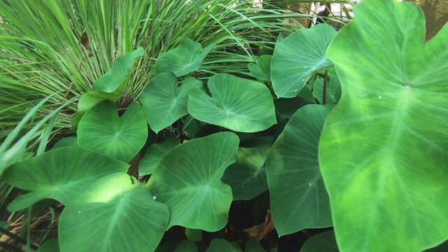 Vibrant green taro leaves growing in lush natural garden with tropical lemongrass foliage background.