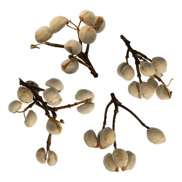 Dry Chinese tallow tree branch seed pods set isolated on transparent background without shadows with clipping path full depth of field four wax seeds clusters collection close up