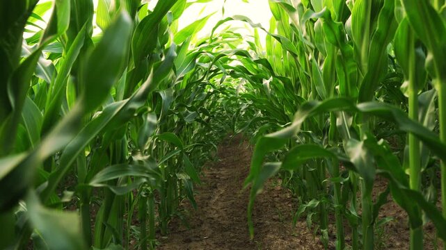 Camera pov moving backward through rows of young green corn plants in an agricultural field during sunny summer day