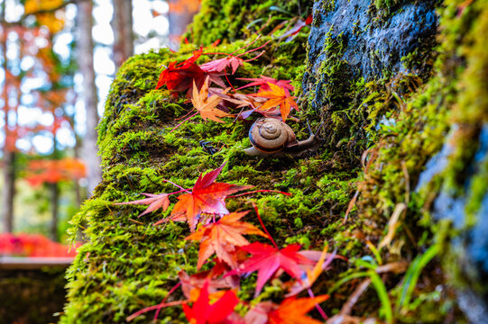 苔むした岩の上に落ちた鮮やかな紅葉の落ち葉と小さなカタツムリの秋の情景