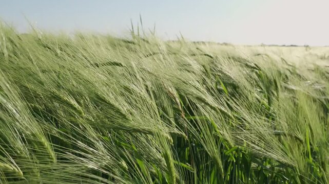 Green barley field swaying in the wind during a sunny day creating beautiful mesmerizing waves