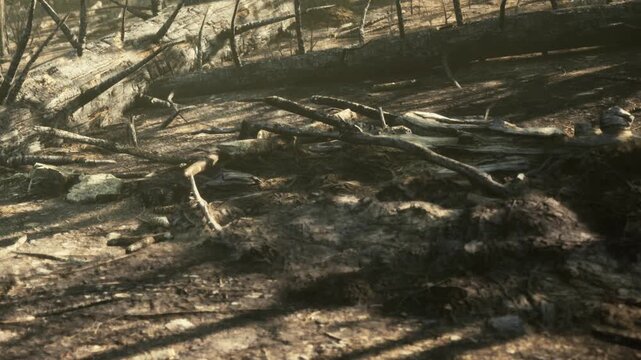 Amidst the remnants of a forest fire, charred logs lay on the ground, while patches of greenery emerge. Sunlight filters through the trees, hinting at natures resilience and renewal.