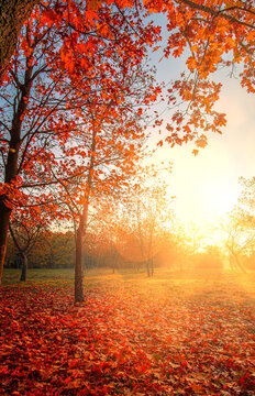 Bright red autumn maple park landscape at warm sunny morning vertical