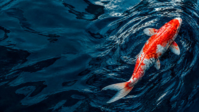 Top view of a red and white koi fish swimming in dark blue water. Japanese carp in a pond with ripples. Aquatic nature background