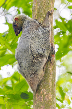A baby wild Sunda flying lemur (Galeopterus variegatus) found in lower peirce reservoir.
It is covered by its mum. 
is not a lemur and does not fly. Instead, it glides as it leaps among trees. 