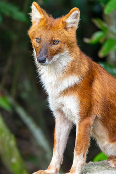 The closeup image of dhole (Cuon alpinus), a highly social and intelligent canid found in South and Southeast Asia. It is smaller than a wolf, with a reddish-brown coat, bushy tail, and pointed ears. 
