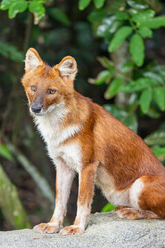 The closeup image of dhole (Cuon alpinus), a highly social and intelligent canid found in South and Southeast Asia. It is smaller than a wolf, with a reddish-brown coat, bushy tail, and pointed ears. 