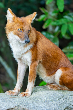 The closeup image of dhole (Cuon alpinus), a highly social and intelligent canid found in South and Southeast Asia. It is smaller than a wolf, with a reddish-brown coat, bushy tail, and pointed ears. 
