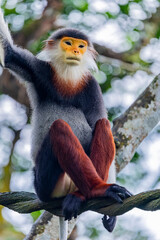 The red-shanked douc (Pygathrix nemaeus), is a species of Old World monkey, among the most colourful of all primates, an arboreal and diurnal monkey that eats and sleeps in the trees of the forest. © Danny Ye
