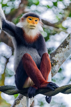 The red-shanked douc (Pygathrix nemaeus), is a species of Old World monkey, among the most colourful of all primates, an arboreal and diurnal monkey that eats and sleeps in the trees of the forest.