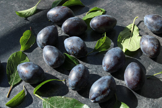 Ripe blue plums scattered with green leaves on dark stone background in bright natural sunlight with dramatic shadows