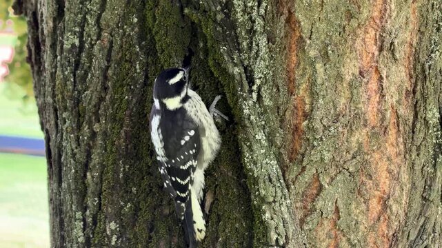 Handheld shot of a downy woodpecker perched on a tree trunk showing its black and white plumage near Kamloops, British Columbia, in natural light.