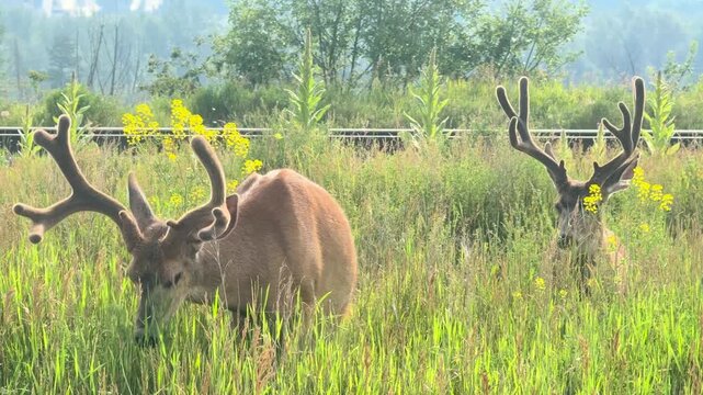 Handheld shot of white tailed deer grazing in a green field with wildflowers and a fence near Quesnel, British Columbia.