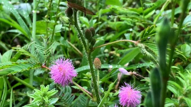 Close up footage of blooming pink Mimosa pudica flowers and green leaves covered in morning dew drops.