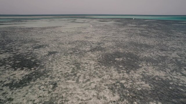 drone shot forward tracking fishing guide and angler wading through expansive, shallow saltwater flats. Unique underwater patterns of sandbars, turtle grass, and coral patches. 4k Dlog