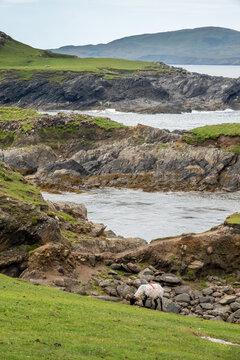 Sheep grazing in Achill island, scenic coastal landscape, County, Mayo, Ireland