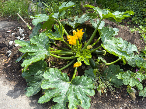 Organic Zucchini Plant with Yellow Flowers and Fresh Fruit Growing on a Compost Heap &ndash; Sustainable Gardening Concept