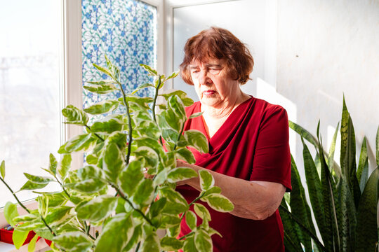 Elderly woman touching leaves of indoor plants with care. Relaxing hobby and mindfulness. Concept of senior wellbeing and gardening.