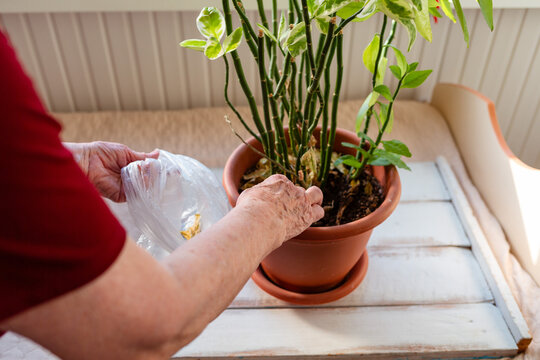 Senior woman watering flowers in ceramic pots at home. Daily routine and calm mood. Concept of aging and plant care. Close up