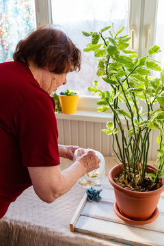 Senior Caucasian woman enjoying time with indoor plants at home. Natural hobby and comfort. Concept of happy pension years. Vertical